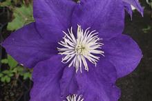 Best clematis named after RHS trial