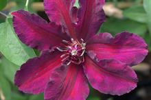 Clematis 'Meghan' to be launched at RHS Chelsea Flower Show