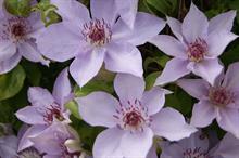 Clematis 'Zo12153' (MANDY)