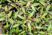 Corokia buddlejoides 'Coco'