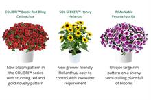 Danziger launches 2023 plants