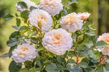 Rosa EMILY BRONTË ('Ausearnshaw')