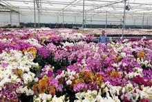Double H Nurseries accounts published showing Covid impact