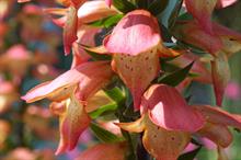 Chelsea Flower Show: New plant award long-list unveiled