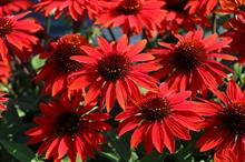 Echinacea purpurea (Balsomanita) Sombrero Sangrita