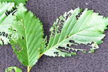 New elm leaf pest identified in UK for first time