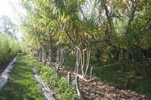 UK Beijing Expo garden attracts 450,000