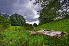 Should tree managers be worried about 'summer branch drop'?