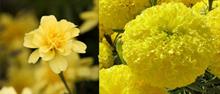 Tagetes Alumia Vanilla Cream and Bali Yellow win Fleuroselect marigold trials