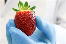 High-vitamin strawberry "could appeal to health-conscious shoppers"
