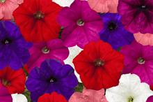 Syngenta and other breeders present new flower and veg varieties at virtual CAST after coronavirus cancels US trials