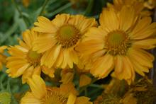Hardy's reveals RHS Chelsea Flower Show new plants