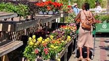 Garden centre shopper in a plantarea