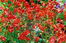 Geum