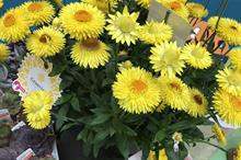 Thompson & Morgan reveals its top 10 plants for 2020