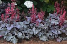 Heuchera 'Silver Gumdrop'