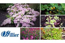 Hillier announces five new plants for 2020