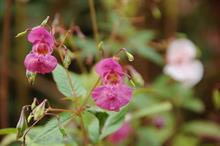 Defra seeks views on plans for management of invasive alien species