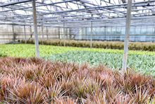 Inside commercial greenhouse growing grasses