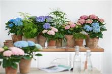 Indoor plant trend drives growing interest in Hills Plants' Magical Hydrangeas