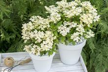 Hydrangea paniculata 'Breg14' voted best novelty at Garden Trials and Trade 2018