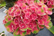 Hydrangea macrophylla 'Hokomareda' (Magical Red Amethyst)