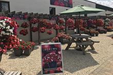 New generation impatiens could sell an estimated 20 million in 2020