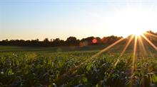 Field