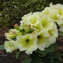 Milliais Nurseries sees rhododendron revival as new varieties set to launch at Chelsea