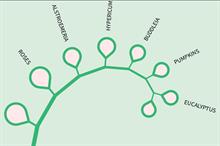 Seasonal analysis: most searched for plants online - May - June 2021