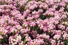 Kalmia