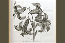 Lilium parryh: this species produces yellow flowers