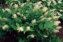 Maianthemum
