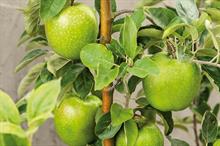 Malus domestica 'Granny Smith' - all images credit: Floramedia Picture Library