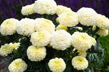 Earley Ornamentals: new introductions for 2022