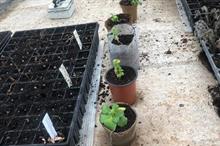 Study shows favourable results for growing in non-plastic pots