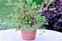 RHS Chelsea Flower Show plant of the year stocks build as worldwide cuttings rush takes place