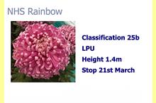 Chrysanthemums back in fashion as sales rise
