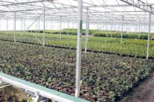 How can ornamentals growers approach risk management?