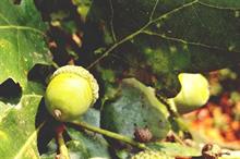 New Defra plant nursery data collection project could help Xylella biosecurity and import substitution