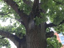 Defra issues plea for oak processionary moth vigilance after Dutch interception