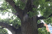 Oak Processionary Moth spreads to Ireland and Channel Islands, and could have been under-reported on UK mainland
