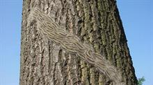 Oak processionary moth caterpillars circling a tree trunk