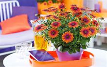 Ornamentals trade body chooses osteospermum variety as plant of the year