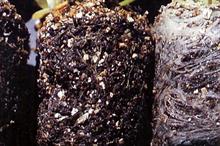 Pest & disease factsheet - Black root rot in ornamentals production