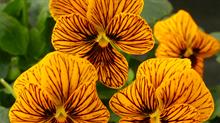 Pansy Tiger Eye