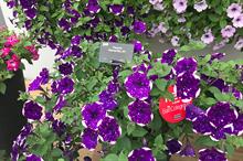 Petunia GlacierSky voted favourite at Ball Colegrave new plants summer showcase