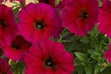 Earley Ornamentals to showcase new varieties at Four Oaks Trade Show