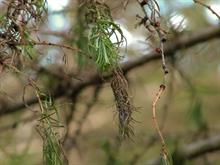 Phytophthora ramorum: how land managers and ornamentals growers can manage the threat of 'sudden oak death'
