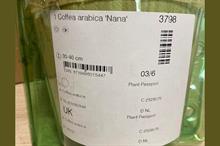 Coffea arabica 'Nana' plant passport